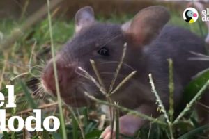 Las ratas salvan a las personas de las minas terrestres