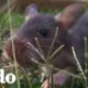 Las ratas salvan a las personas de las minas terrestres