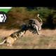 Leopard and ostrich real fight   Best moment Leopard vs ostrich   Animal Fights 2016