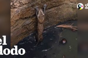 Leopardo es rescatado cuando estaba atrapado en un pozo