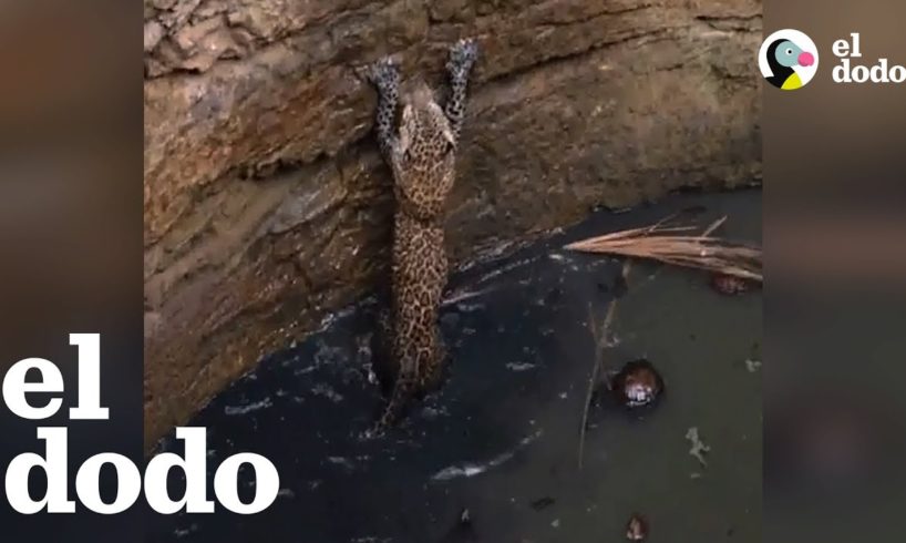 Leopardo es rescatado cuando estaba atrapado en un pozo