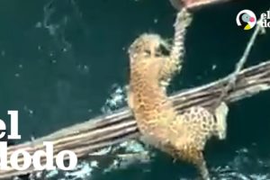 Leopardo que se estaba inundando es rescatado