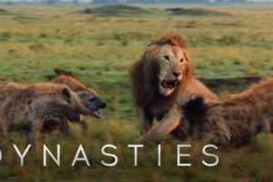 Lion Attacked by Pack of Hyenas - FULL CLIP (with ending) | Dynasties | BBC Earth