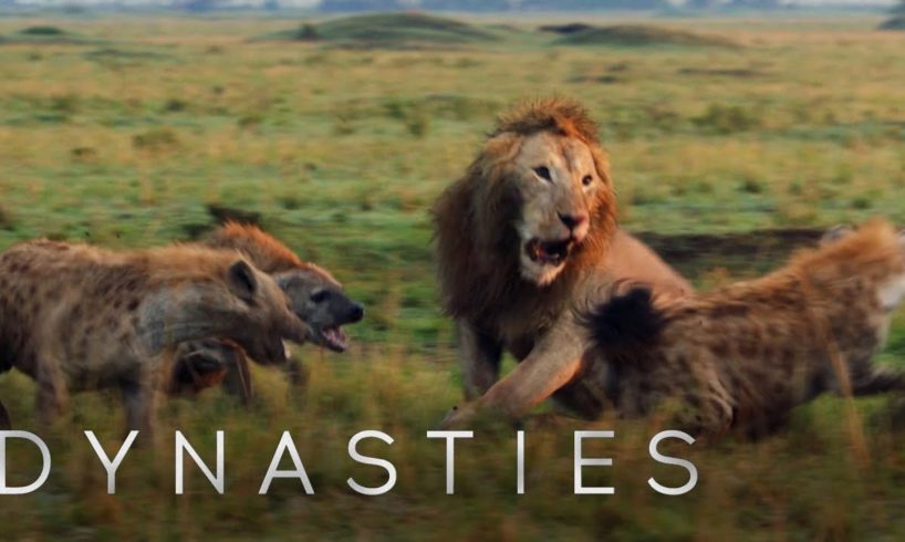 Lion Attacked by Pack of Hyenas - FULL CLIP (with ending) | Dynasties | BBC Earth