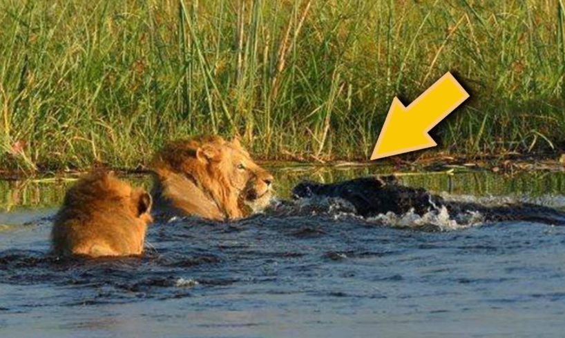 Lion VS Crocodile Great Battle - Most Amazing Moments Of Wild Animal Fight. Discovery Wild Animals