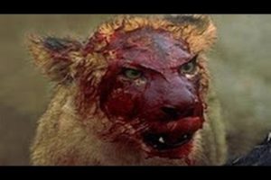 Lion Vs Hyenas Real Fight Till Death - Amazing Predators Fight - Big Battle Animals #21