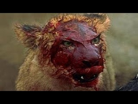Lion Vs Hyenas Real Fight Till Death - Amazing Predators Fight - Big Battle Animals #21