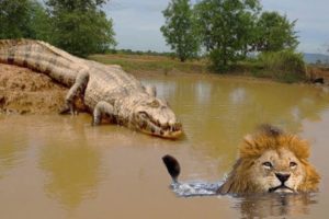 Live King Of Junger vs Lord Of Swamp - Dramatic Animal Fighting! Lion Hyena Crocodile Elephant