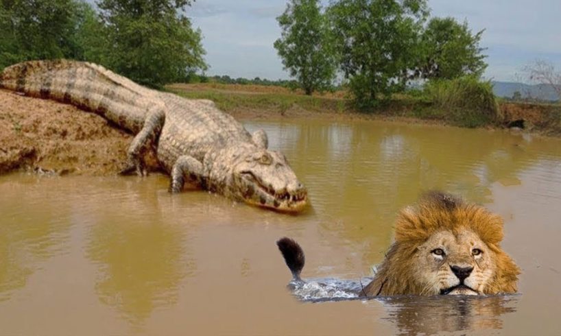 Live King Of Junger vs Lord Of Swamp - Dramatic Animal Fighting! Lion Hyena Crocodile Elephant