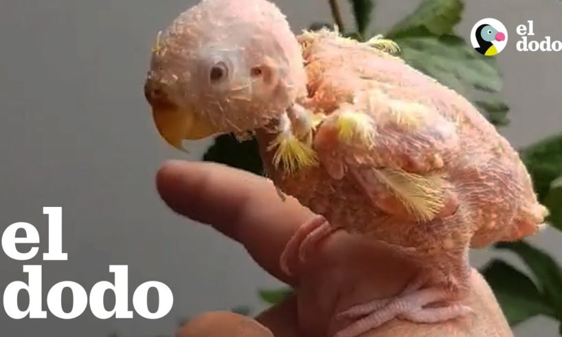 Loro desnudo ama 'volar' por toda la sala