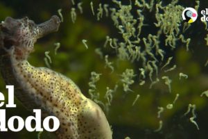 Los caballitos de mar machos dan a luz a miles de bebés
