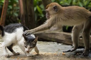 MONKEYS Playing With CATS | Funny Videos of Animal Compilation