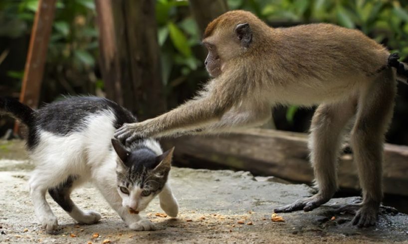 MONKEYS Playing With CATS | Funny Videos of Animal Compilation