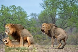 Male King Lions Fight  2019 |  Amazing Wild Animals Attacks - Wild Animal Fights Caught On Camera