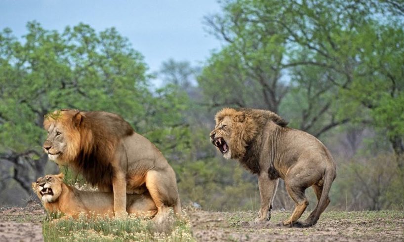 Male King Lions Fight  2019 |  Amazing Wild Animals Attacks - Wild Animal Fights Caught On Camera