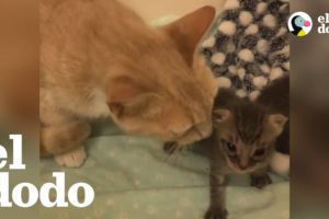 Mamá gata alimenta a gatitos huérfanos