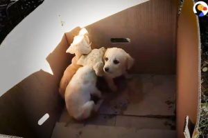 Man Pulls Puppies Out Of Trash Every Single Day | The Dodo