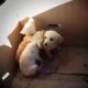 Man Pulls Puppies Out Of Trash Every Single Day | The Dodo