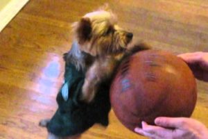 March Madness Animals Playing Basketball