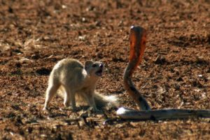 Mongoose Vs. Cobra