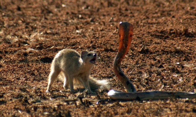 Mongoose Vs. Cobra