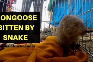 Mongoose bitten by Snake | Rescued | Animal Rescue India | GoPro