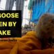 Mongoose bitten by Snake | Rescued | Animal Rescue India | GoPro