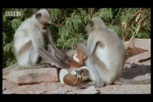 Monkeys play with cute puppy - Monkey Warriors - BBC animals