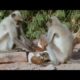 Monkeys play with cute puppy - Monkey Warriors - BBC animals