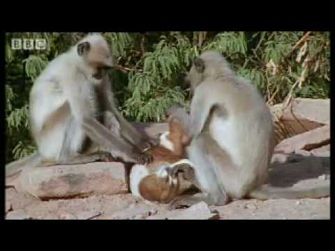 Monkeys play with cute puppy - Monkey Warriors - BBC animals