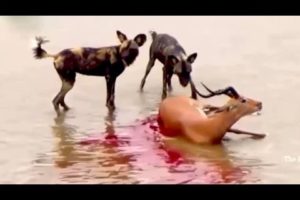 Most Amazing Wild Animal Attacks - CRAZIEST Animal Fights - lion, deer