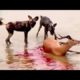 Most Amazing Wild Animal Attacks - CRAZIEST Animal Fights - lion, deer