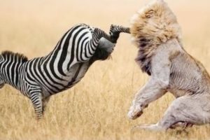 Most Amazing Wild Animals Attacks -  Wild Animal Fights Caught On Camera