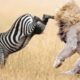 Most Amazing Wild Animals Attacks -  Wild Animal Fights Caught On Camera