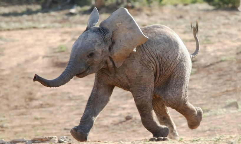Most Funny and Cute Baby Elephant Videos Compilation