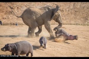 Mother Elephant Defends Her Baby From Two Hippo | Elephants rescue Elephants from Animal Attack