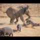 Mother Elephant Defends Her Baby From Two Hippo | Elephants rescue Elephants from Animal Attack