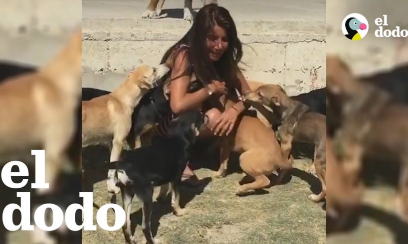 Mujer deja todo para salvar perros callejeros