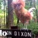 Mujer encuentra gallo en una excursión y salva su vida