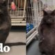 Mujer hizo todo lo posible para adoptar a este gato gordo