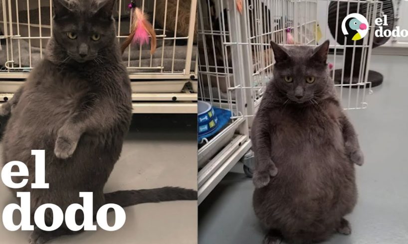 Mujer hizo todo lo posible para adoptar a este gato gordo