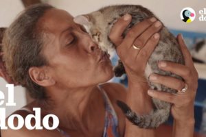 Mujer se muda a isla hermosa y empieza a rescatar gatos
