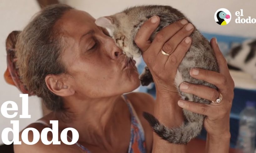 Mujer se muda a isla hermosa y empieza a rescatar gatos