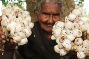 Mushroom Recipe || Traditional Mushroom Curry By Granny Mastanamma