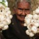 Mushroom Recipe || Traditional Mushroom Curry By Granny Mastanamma