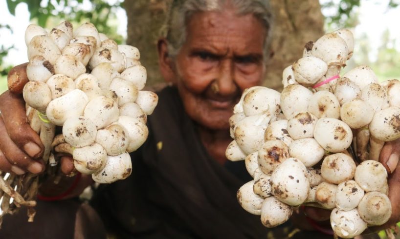 Mushroom Recipe || Traditional Mushroom Curry By Granny Mastanamma