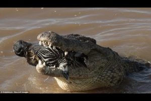 National Geographic Wild - Fight To Survive - Animal Wildlife Documentary - Natgeo Wild