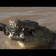 National Geographic Wild - Fight To Survive - Animal Wildlife Documentary - Natgeo Wild