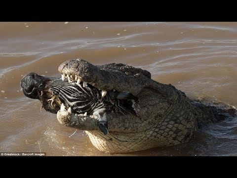 National Geographic Wild - Fight To Survive - Animal Wildlife Documentary - Natgeo Wild