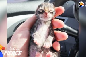 Newborn Kitten Who Was Frozen Solid Grows Up To Be Strong And Feisty | The Dodo Little But Fierce